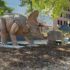 Dinosaurs in the Wild