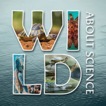 Wild About Science: Turtles and Tortoises