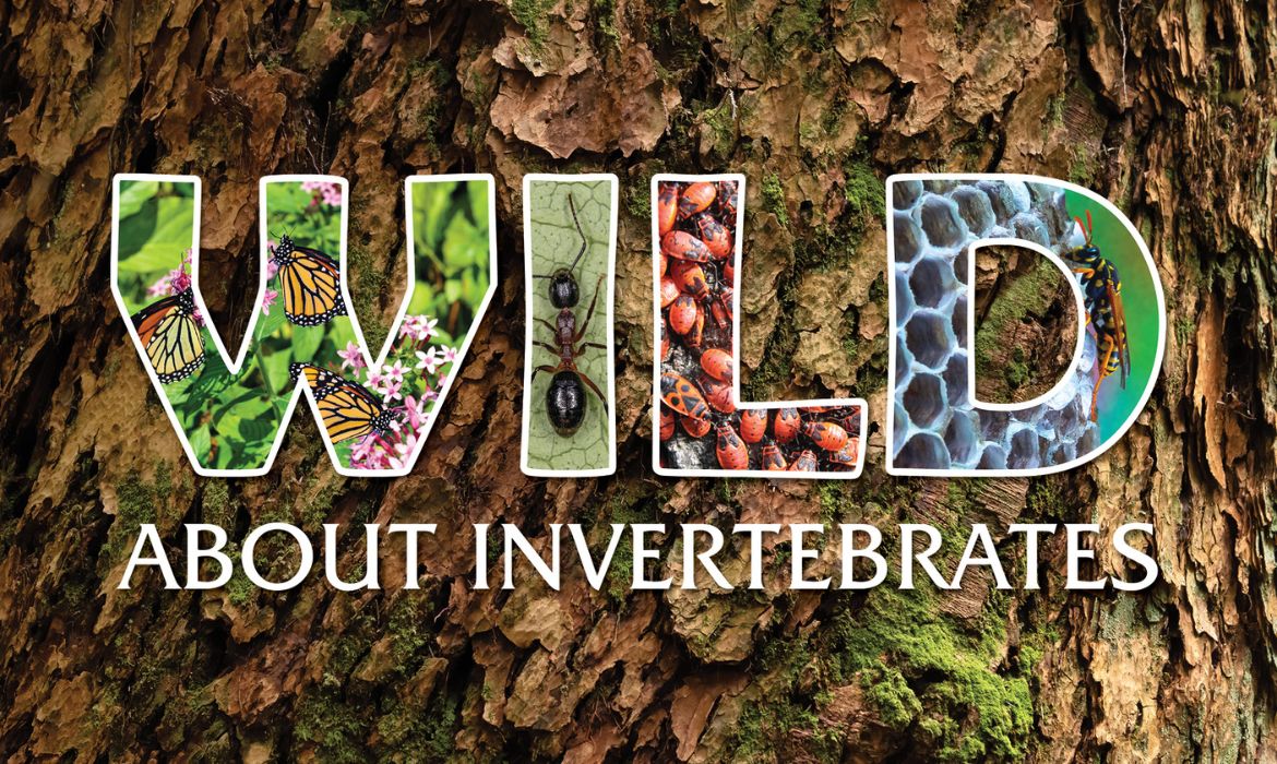 Wild About Science: Invertebrates