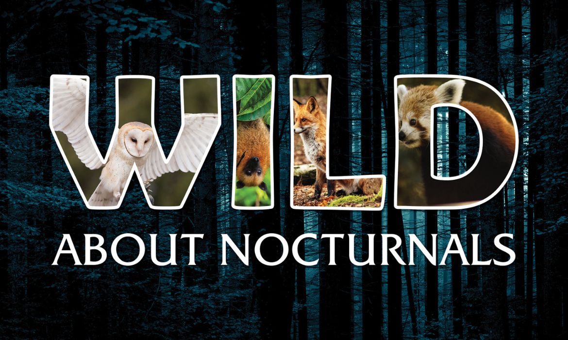 Wild About Science: Nocturnal Animals