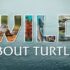 Wild About Science: Turtles and Tortoises