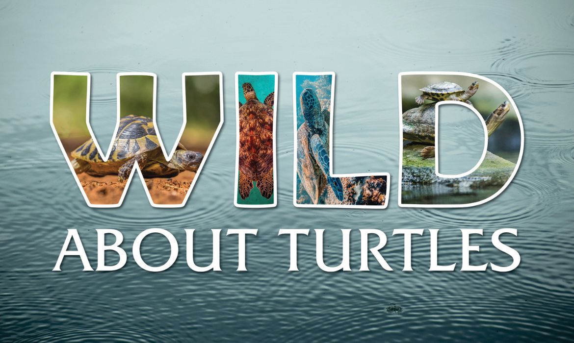 Wild About Science: Turtles and Tortoises