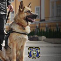 Meet Sioux Falls’ Real-Life Superpower Dogs
